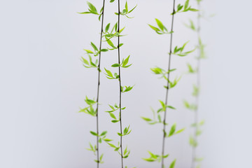 Branch of new  green leaves with Willows