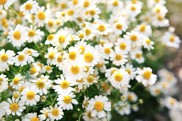 Spring white daisy flowers in nature in the sunlight.Spring flowers  background
