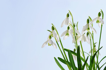 Snowdrops, Schneeglöckchen, Galanthus, Galanthus nivalis, Himmel, Textraum, copy space