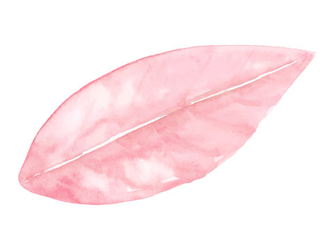 Isolated Pastel Pink Leaf On White Background