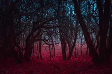 Fantasy magical forest. Stranger winding branches of trees in the mist. Background mysterious...