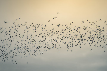 Flock of crows in a gloomy cloudy sky, toning