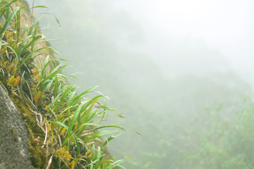 Herbs up the cliff with mist background.