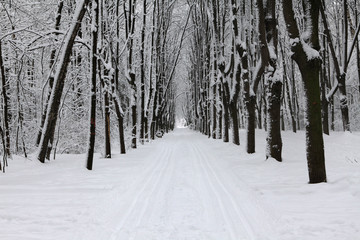 Winter landscape after a snowfall