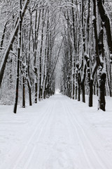Fototapeta premium Winter landscape after a snowfall