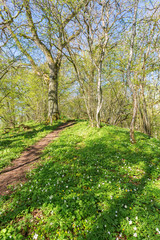 Hiking trail through the forest in spring with blooming wood anemones