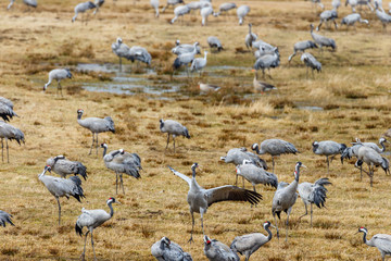 Resting Cranes on a field in springtime