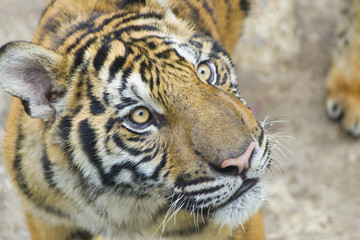 Tiger in the shelter