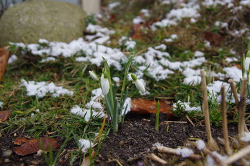 Schneeglöckchen