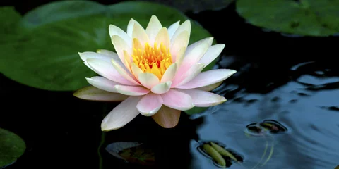 Photo sur Plexiglas Nénuphars image of a lotus flower on the water