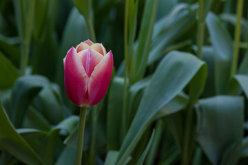 Spring tulips daffodils close ups