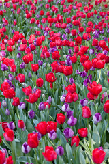 Spring tulips daffodils close ups