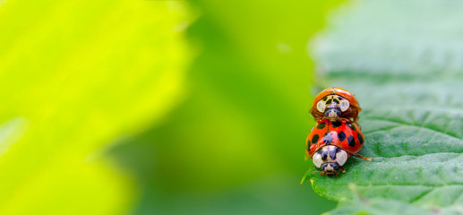 Fototapeta na wymiar two beetle ladybug copulate on the edge of a green leaf, shallow depth of field selective focus