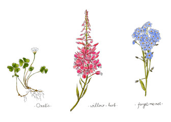 Wild plants and flowers hand drawn in color. Willow, oxalis and forget-me-not. Herbal vector illustration.