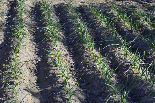 orchard of freshly sown onions