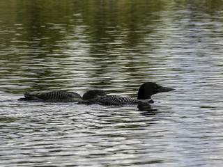 loon with chick 3