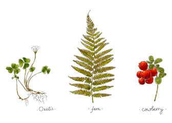 Wild plants hand drawn in color. Oxalis, fern and cowberry. Herbal vector illustration.