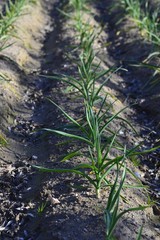 orchard of freshly sown onions