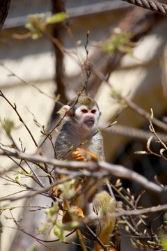 Totenkopf&auml;ffchen beim Klettern in B&auml;umen