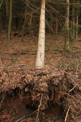 Sturmschaden an einem baum, der baum wurde bei einem sturm umgedrückt
