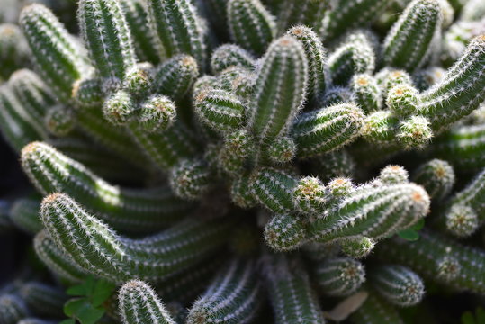 cactus photography for background
