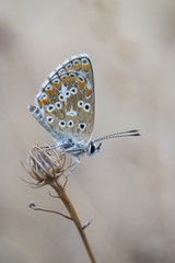 mariposa sobre planta seca