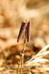 Frozen flowers and plants in spring, in beautiful spring light and background colors.