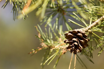 Pine cone on spring nature background.