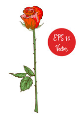 Naklejka premium Single red rose flower vector illustration, beautiful red Valentine rose on long stem isolated on white background.