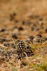 Pine cone on spring nature background.