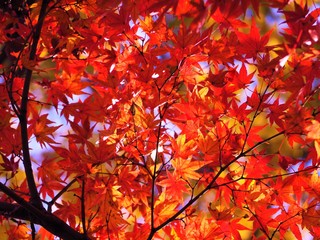 紅葉,autumn leaves