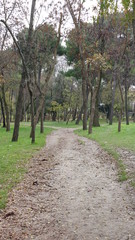 trees
