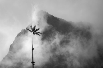 Palm tree, mist and mountain