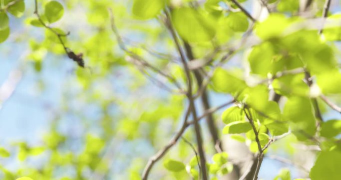 Slow motion pan of alder leaves in spring morning closeup