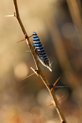 Bird feather, jay feather on thorns, spring colors and background.