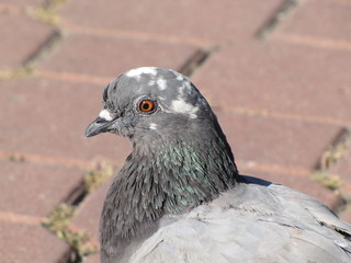 dove