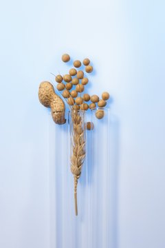 Soy beans wheat and monkey nut in test tubes