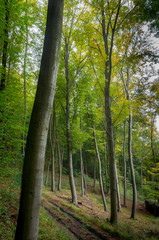 Fototapeta premium Buchenwald