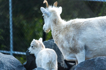 Mother Mountain Goat With Young
