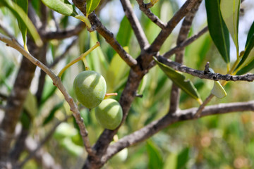 Green olives on tree branch.