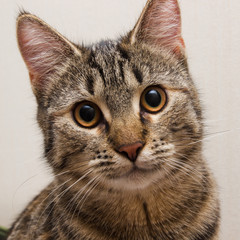 Cat in front on a white background