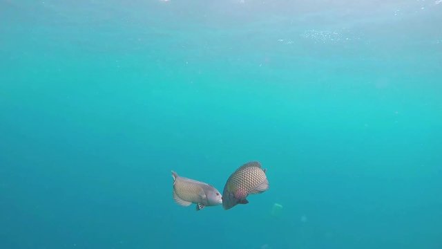 Maldives juvenile rockmover wrasse fish couple is swimming at the coral sea