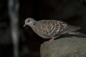 Streptopelia orientalis