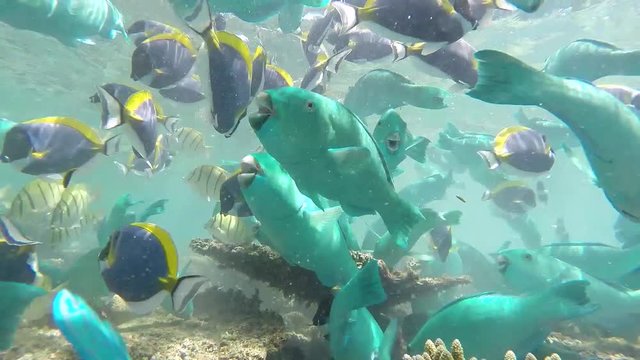 Maldives massive shoaling of parrotfishes and surgeonfishes are foraging at the coral reef