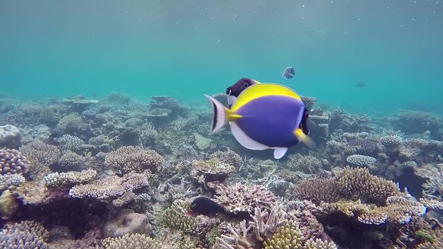Two Maldives powder blue surgeonfish males are fighting at the coral reef