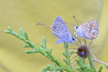 duo de mariposas