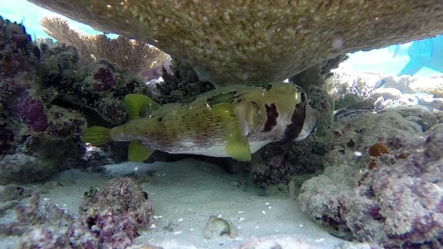 Maldives pocupinefish is hiding under a mushroom coral at the coral reef