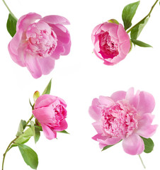 peony flower set isolated on white © lesslemon