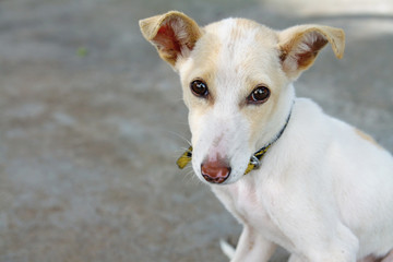     Cute Puppy Posing to Camera 