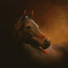 portrait of an Arabian horse